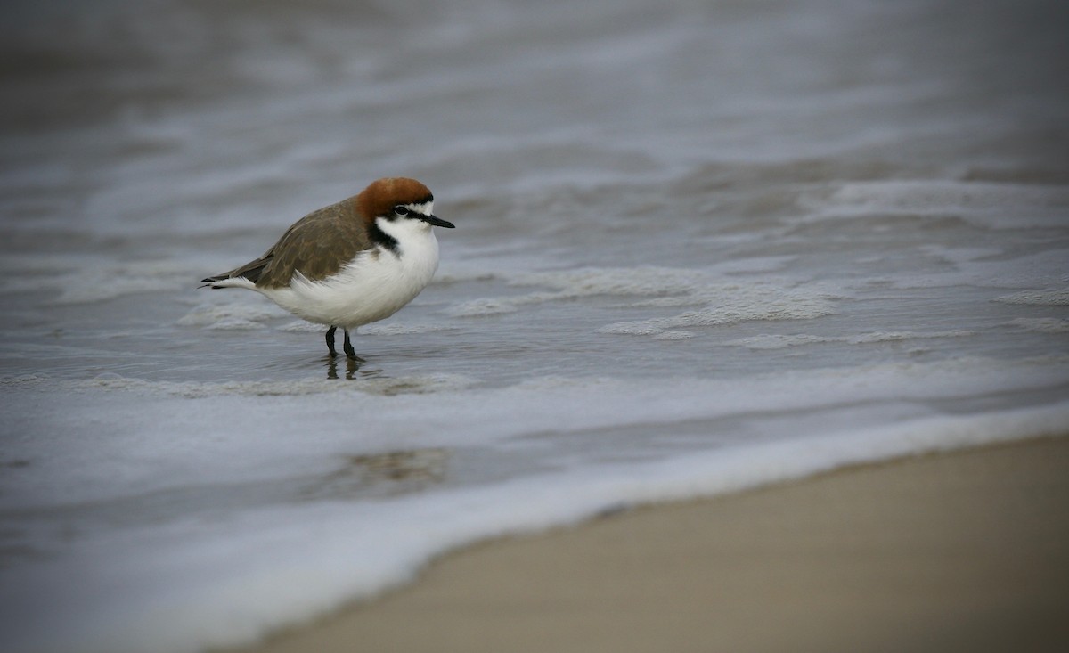 Red-capped Plover - ML621191392
