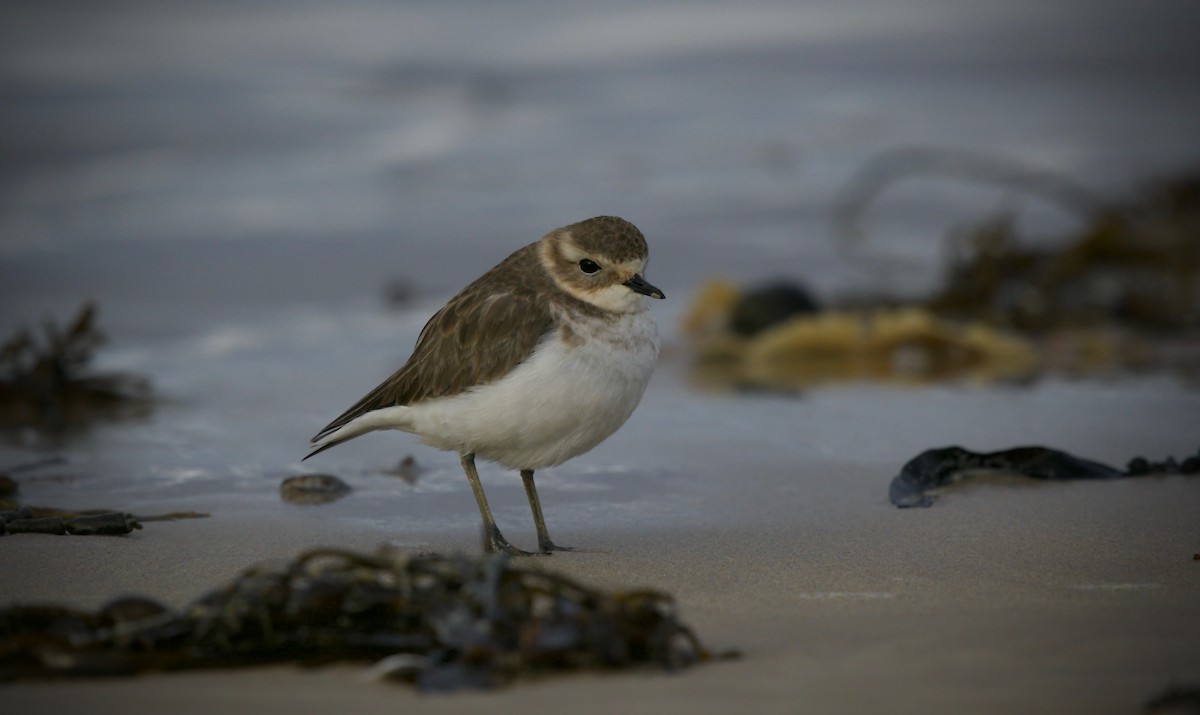 Double-banded Plover - ML621191400