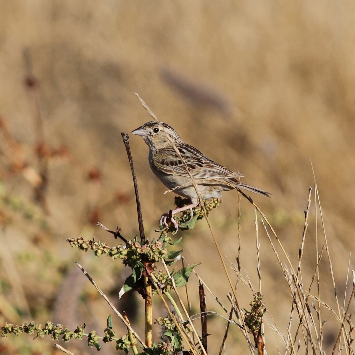 Grasshopper Sparrow - ML621191402