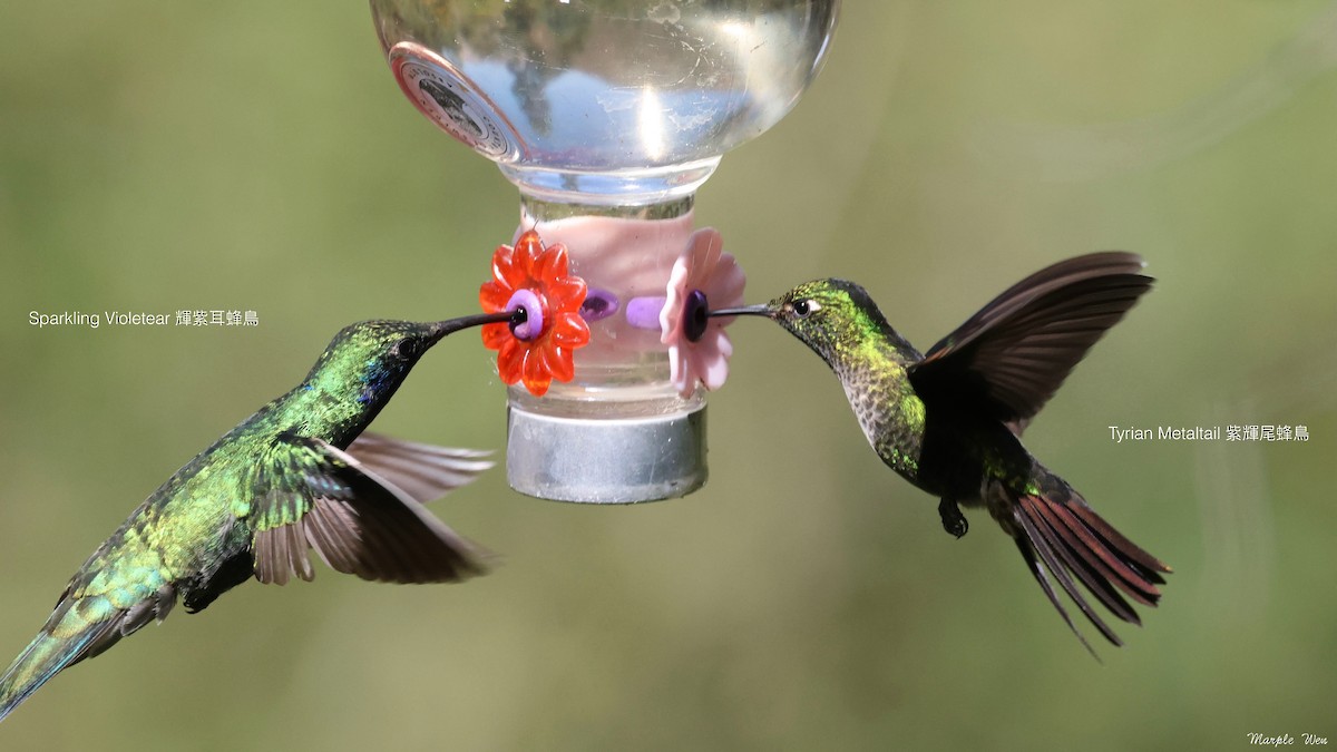 kolibřík dřišťálový - ML621191406