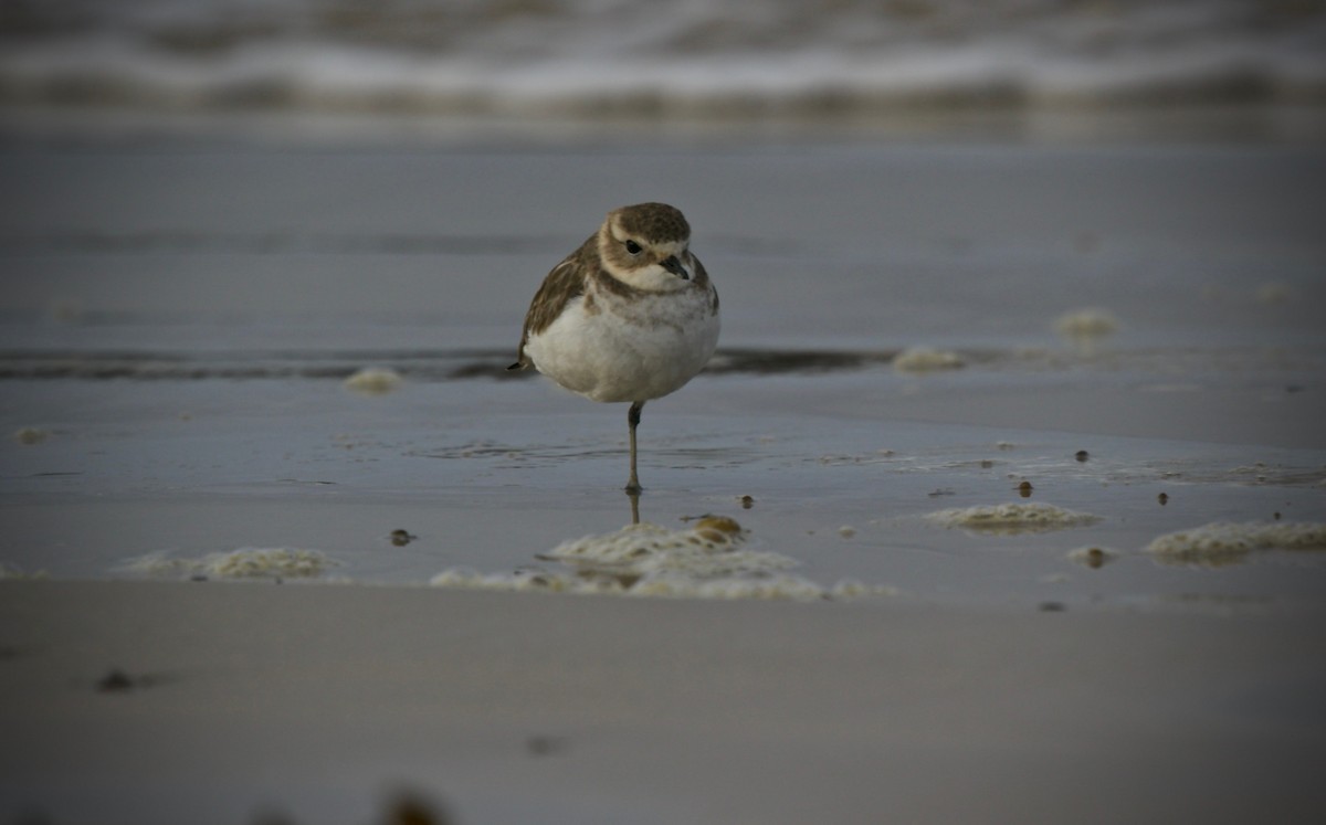 Double-banded Plover - ML621191432
