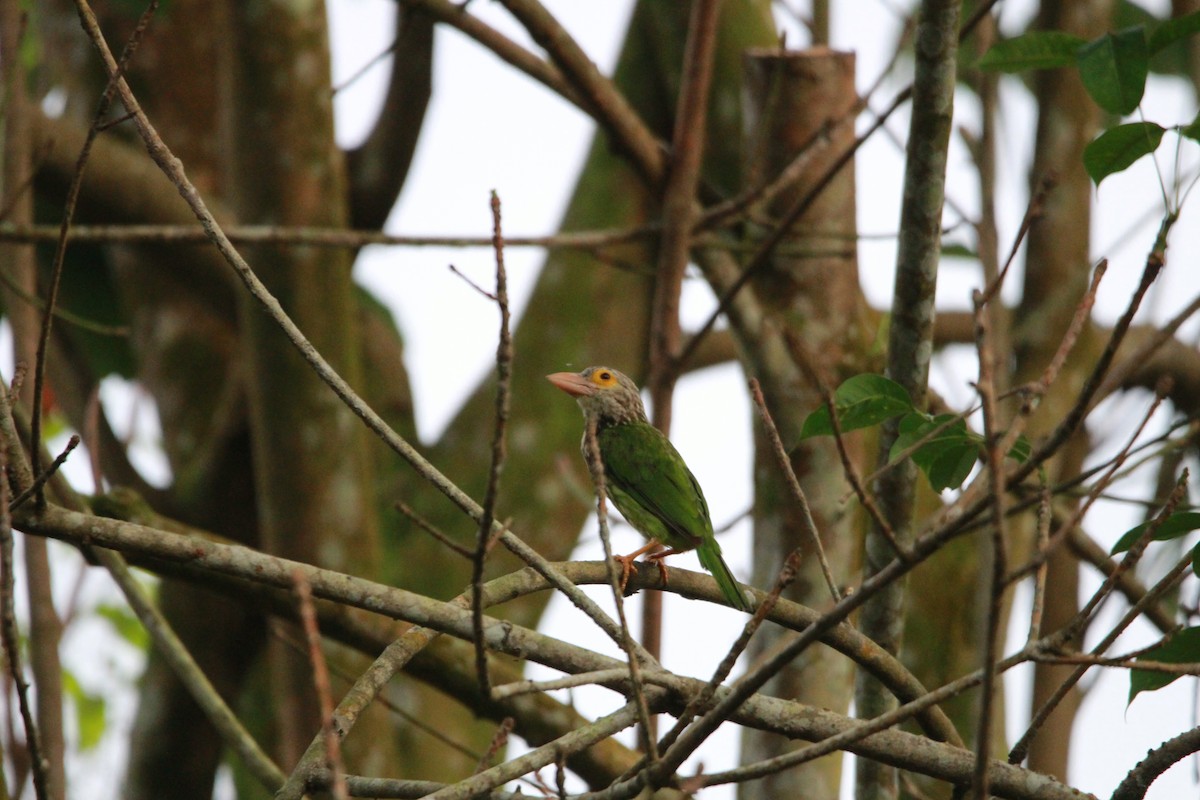 Lineated Barbet - ML621191434