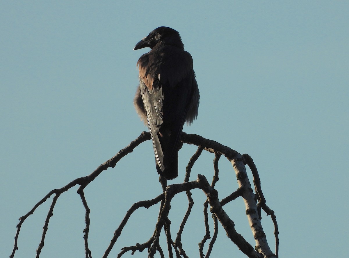 Hooded Crow - ML621191444