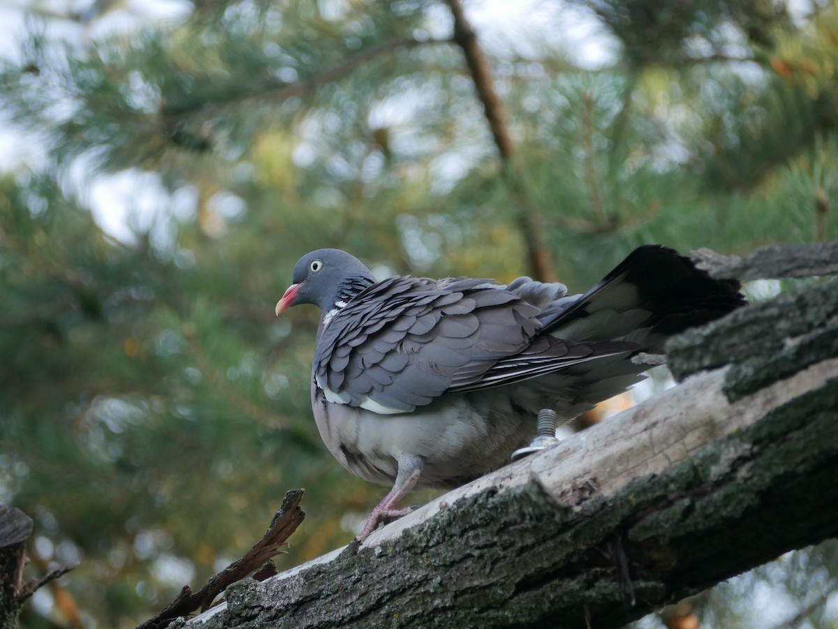 Common Wood-Pigeon - ML621191448