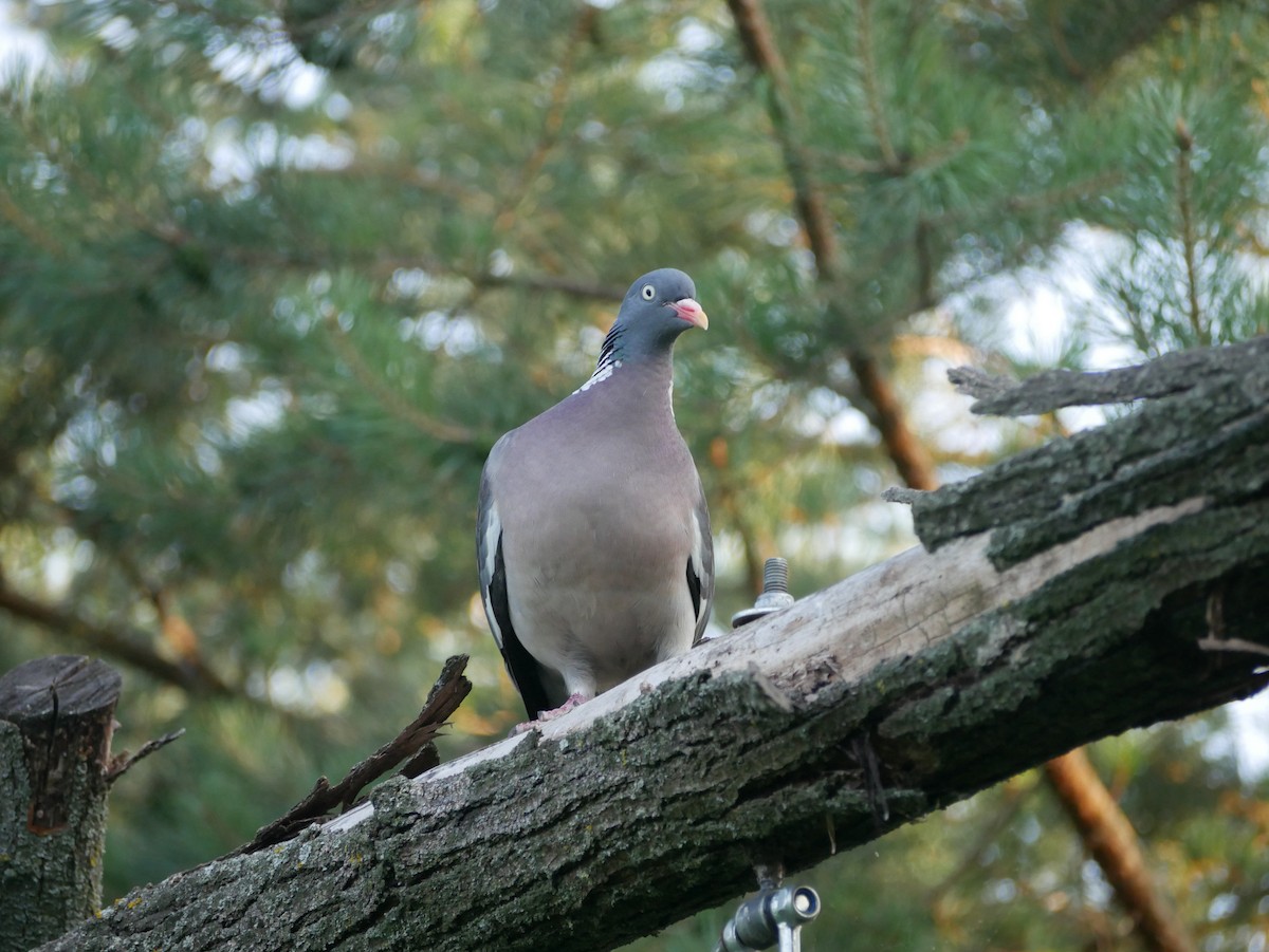 Common Wood-Pigeon - ML621191449