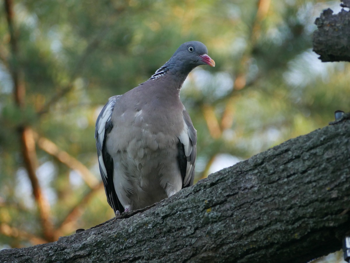 Common Wood-Pigeon - ML621191450