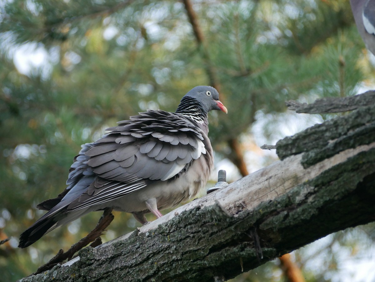 Common Wood-Pigeon - ML621191451