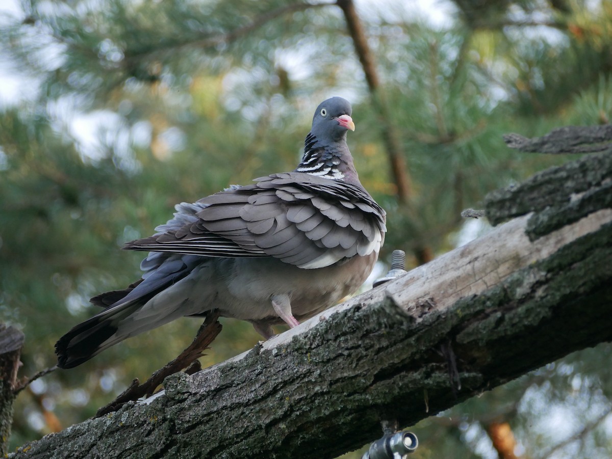 Pigeon ramier - ML621191452