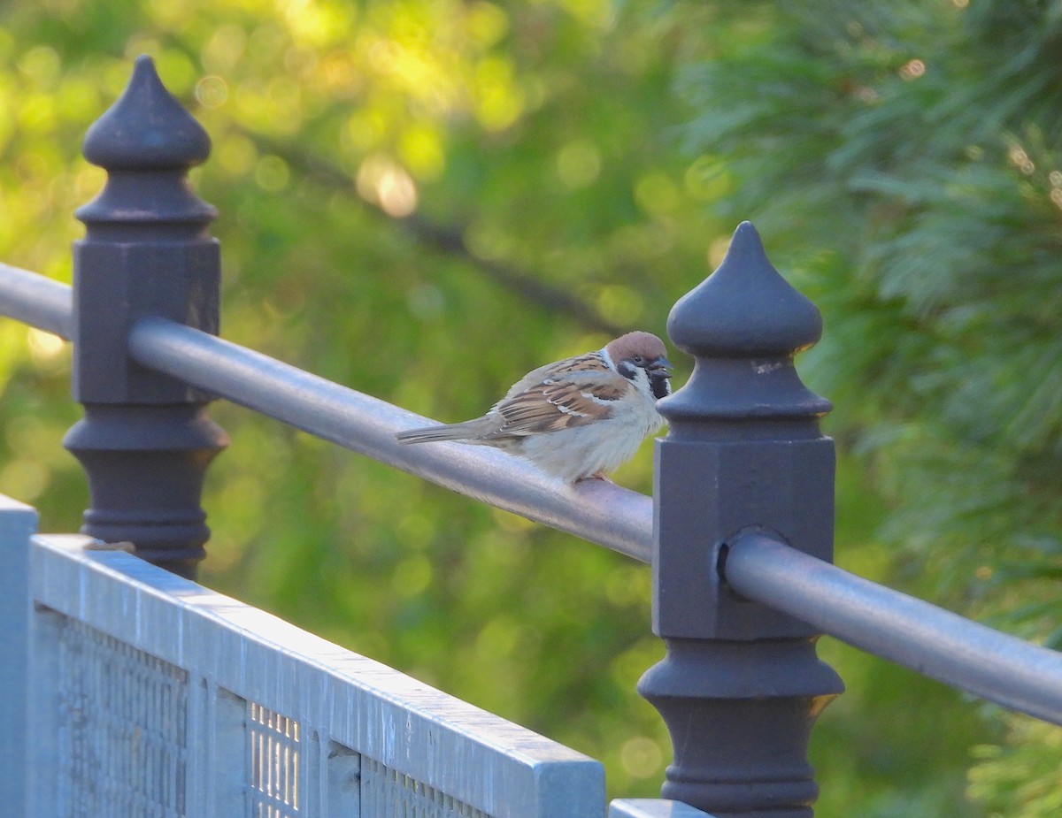 Eurasian Tree Sparrow - ML621191455