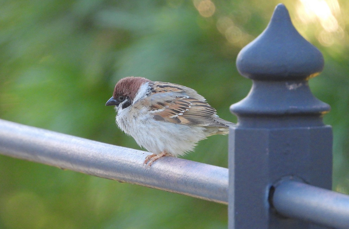 Eurasian Tree Sparrow - ML621191456