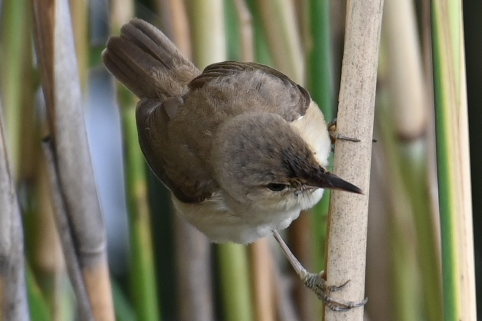 Common Reed Warbler - ML621191461