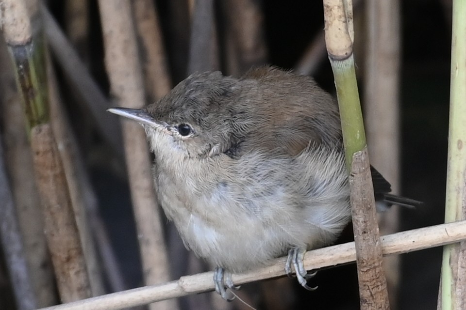 Common Reed Warbler - ML621191462