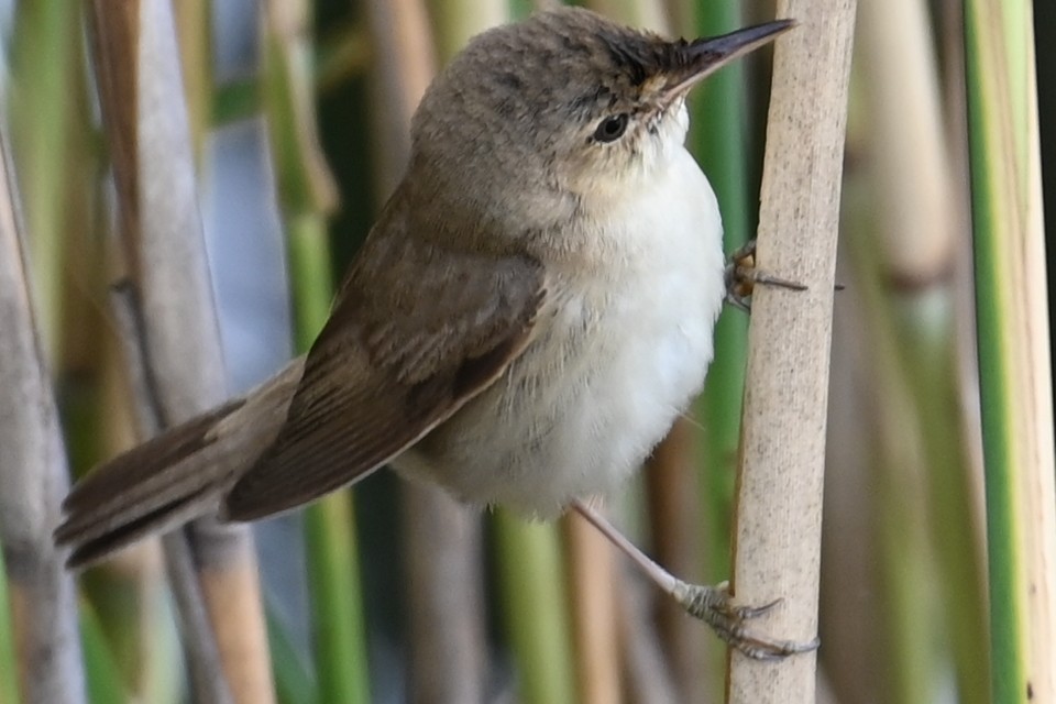 Common Reed Warbler - ML621191463