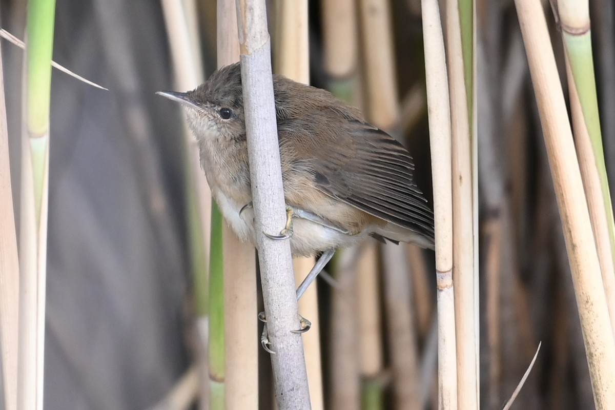 Common Reed Warbler - ML621191464