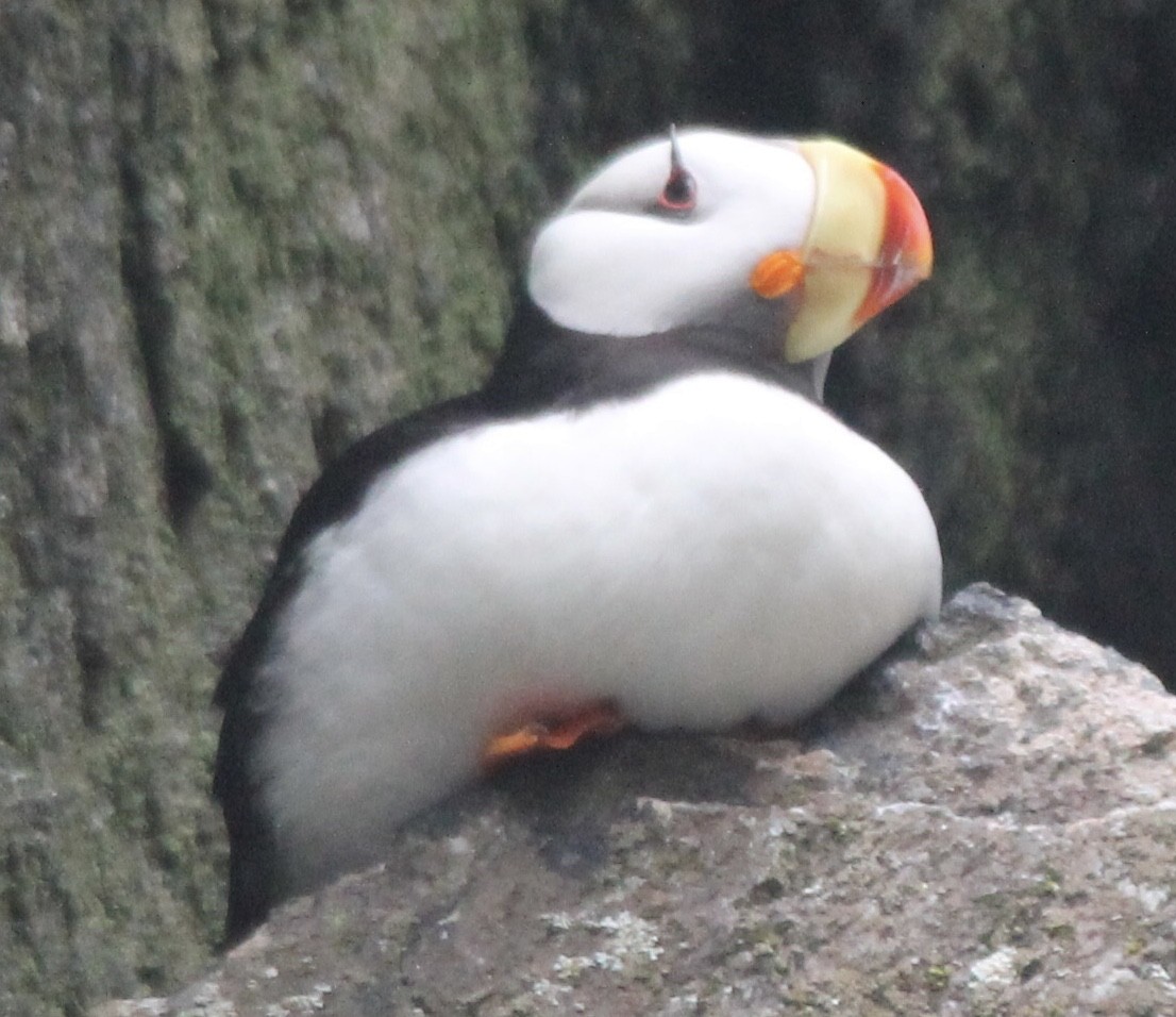 Horned Puffin - ML621191478