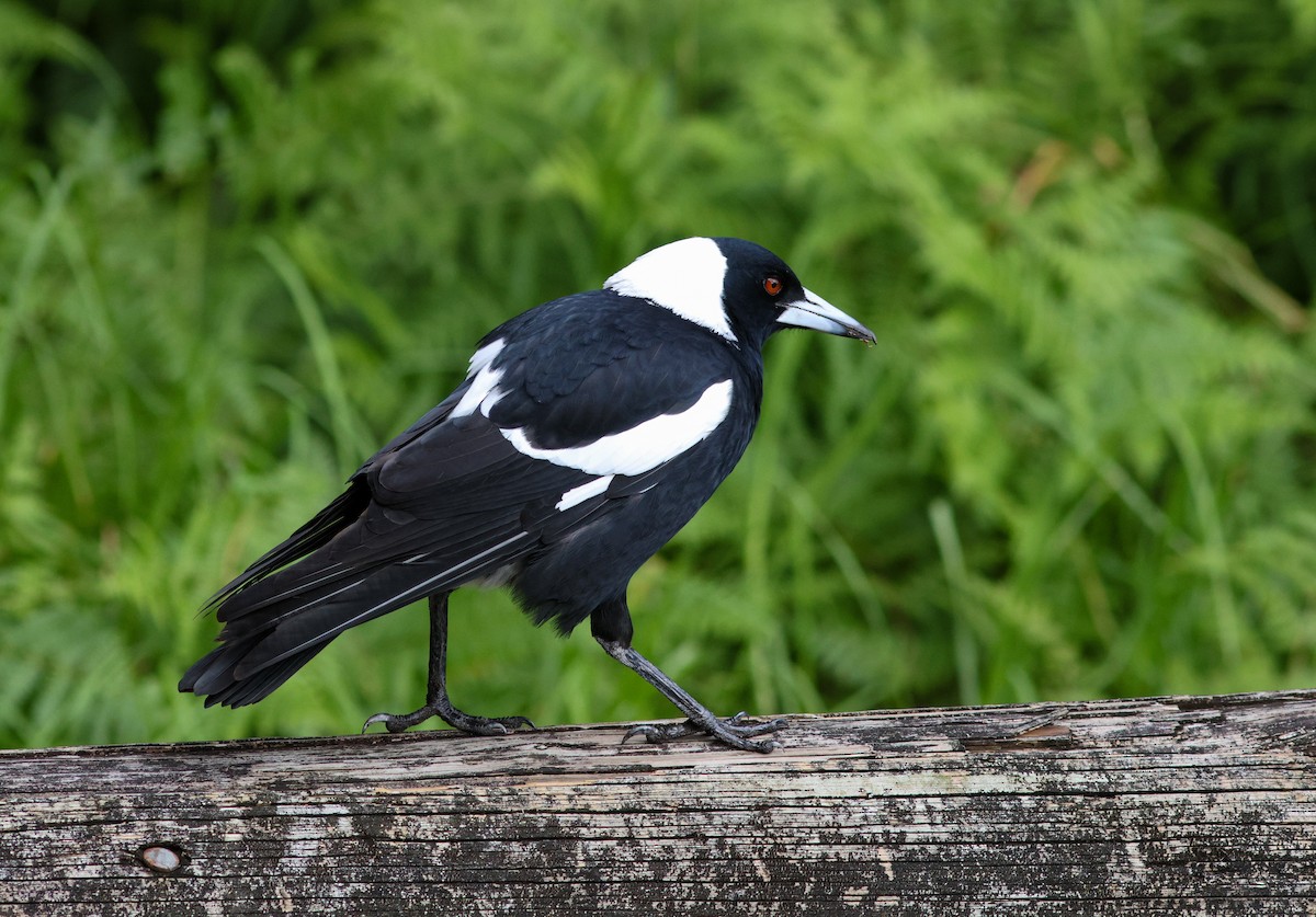 Australian Magpie (Black-backed) - ML621191496