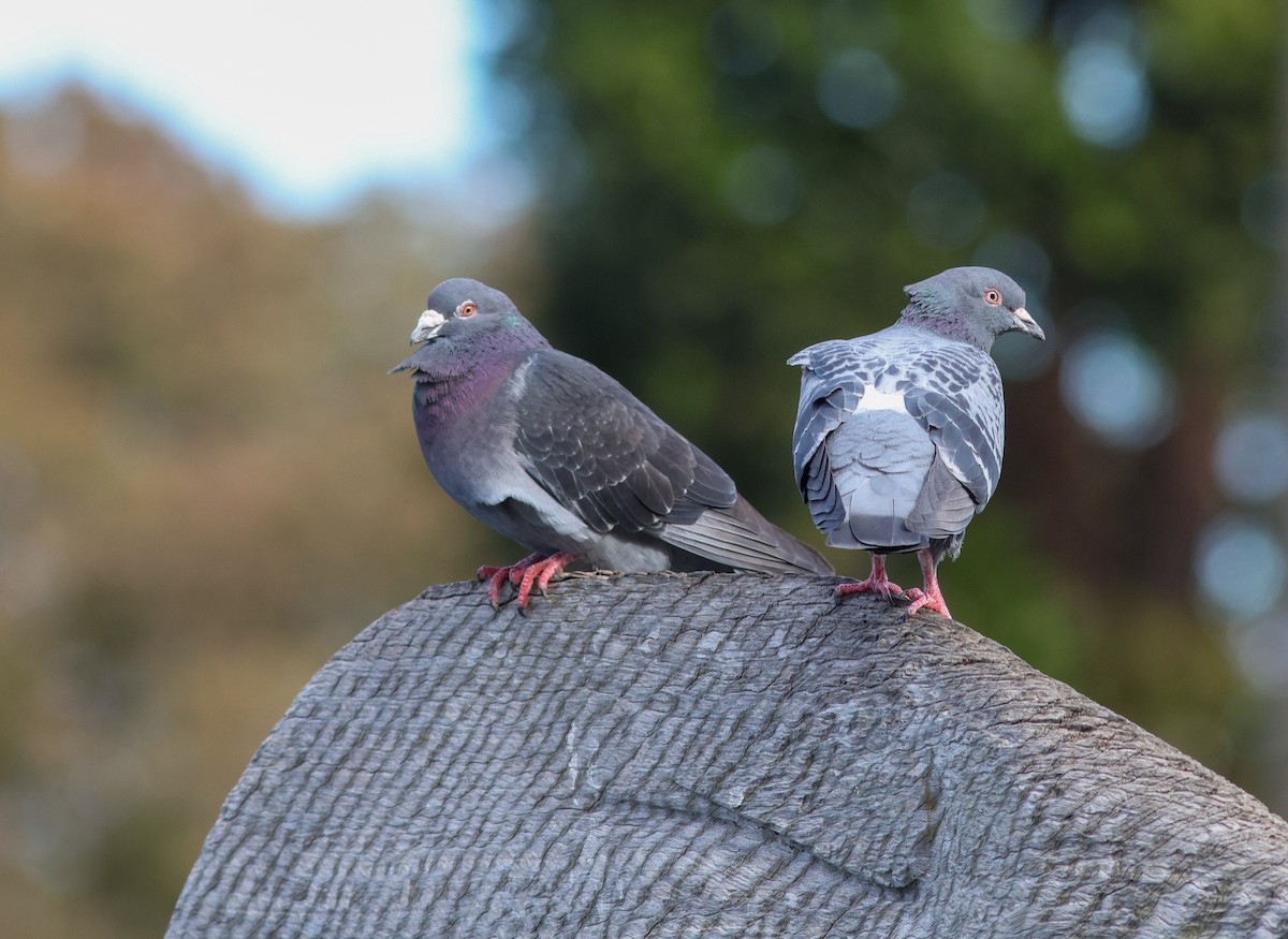 Rock Pigeon (Feral Pigeon) - ML621191503