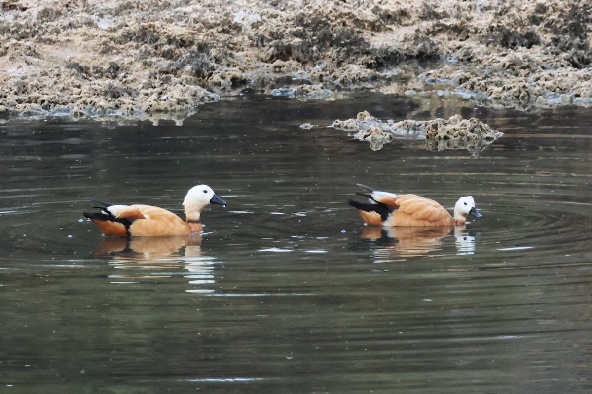 Ruddy Shelduck - ML621191510