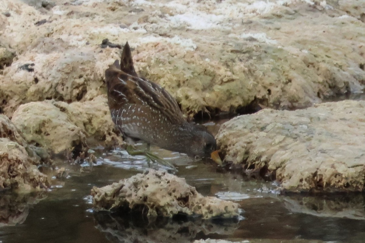 Spotted Crake - ML621191520