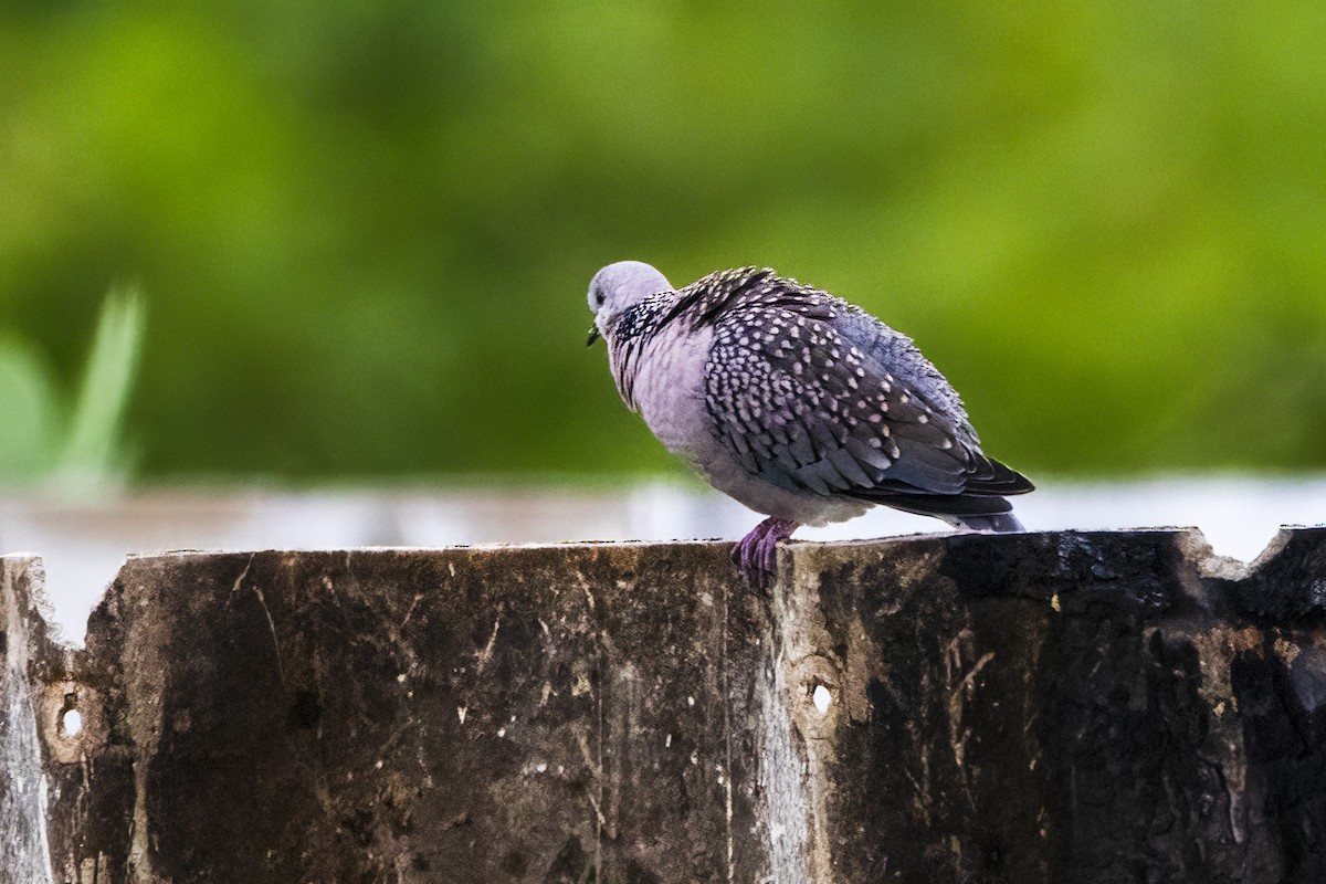 Spotted Dove - ML621191532