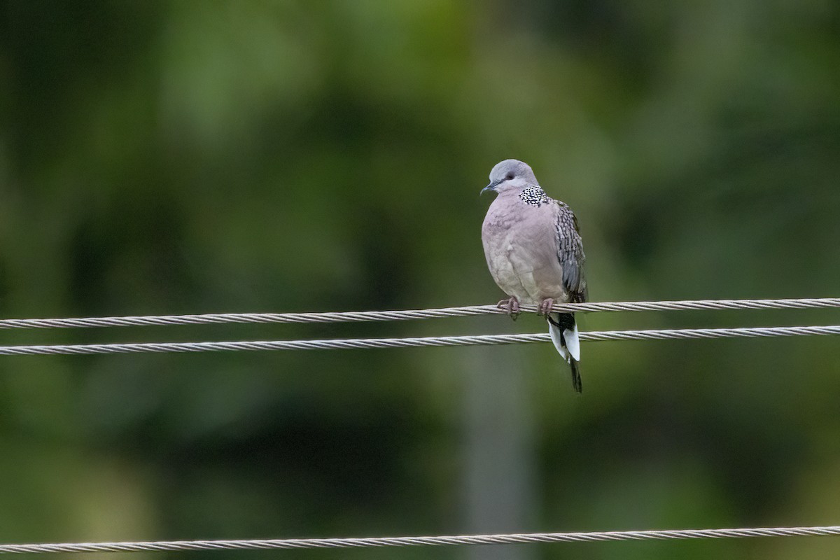 Spotted Dove - ML621191533