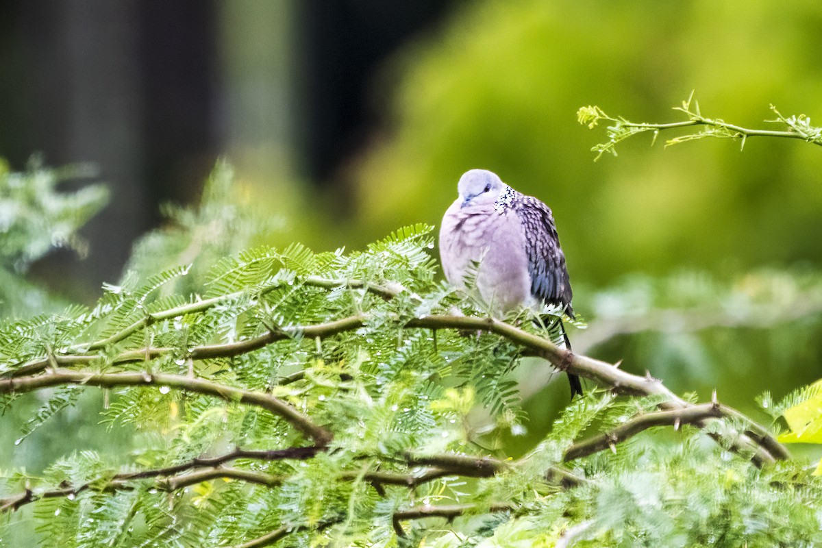 Spotted Dove - ML621191534