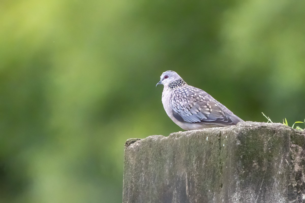 Spotted Dove - ML621191535
