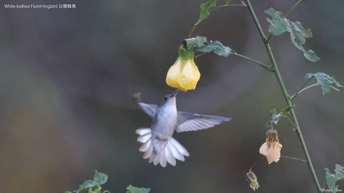 White-bellied Hummingbird - ML621191559
