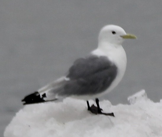 Mouette tridactyle - ML621191581