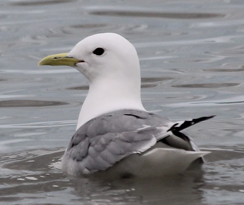 Mouette tridactyle - ML621191582