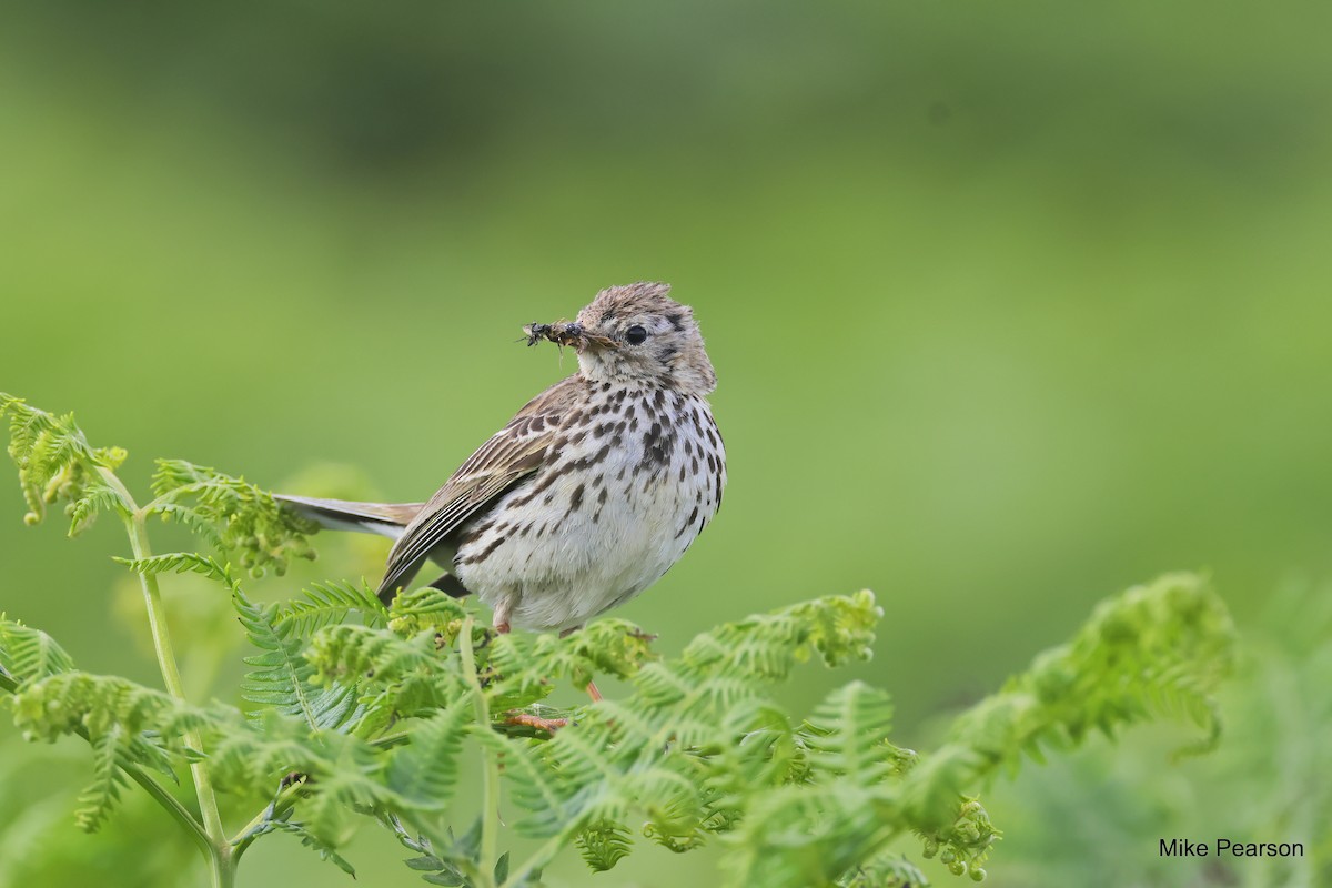 Meadow Pipit - ML621191586
