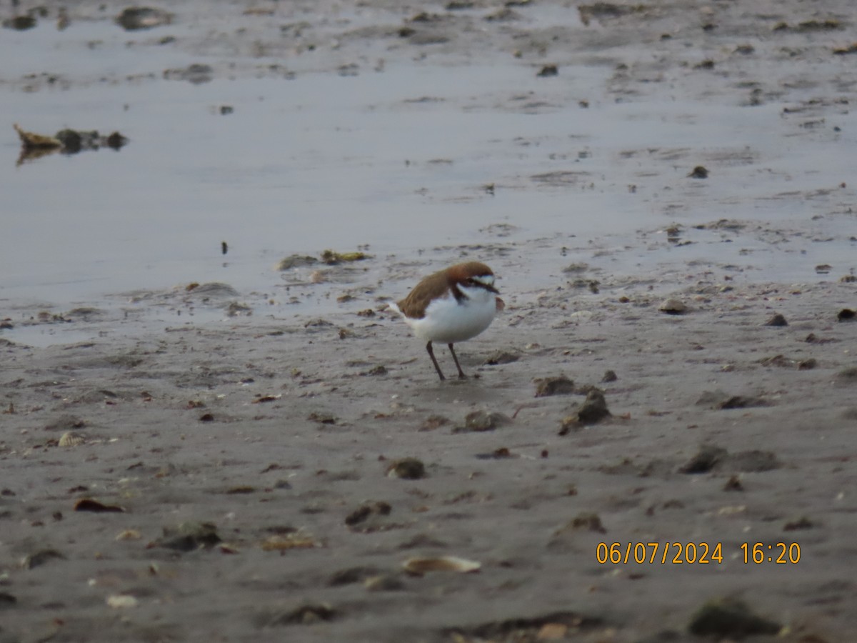 Red-capped Plover - ML621191614