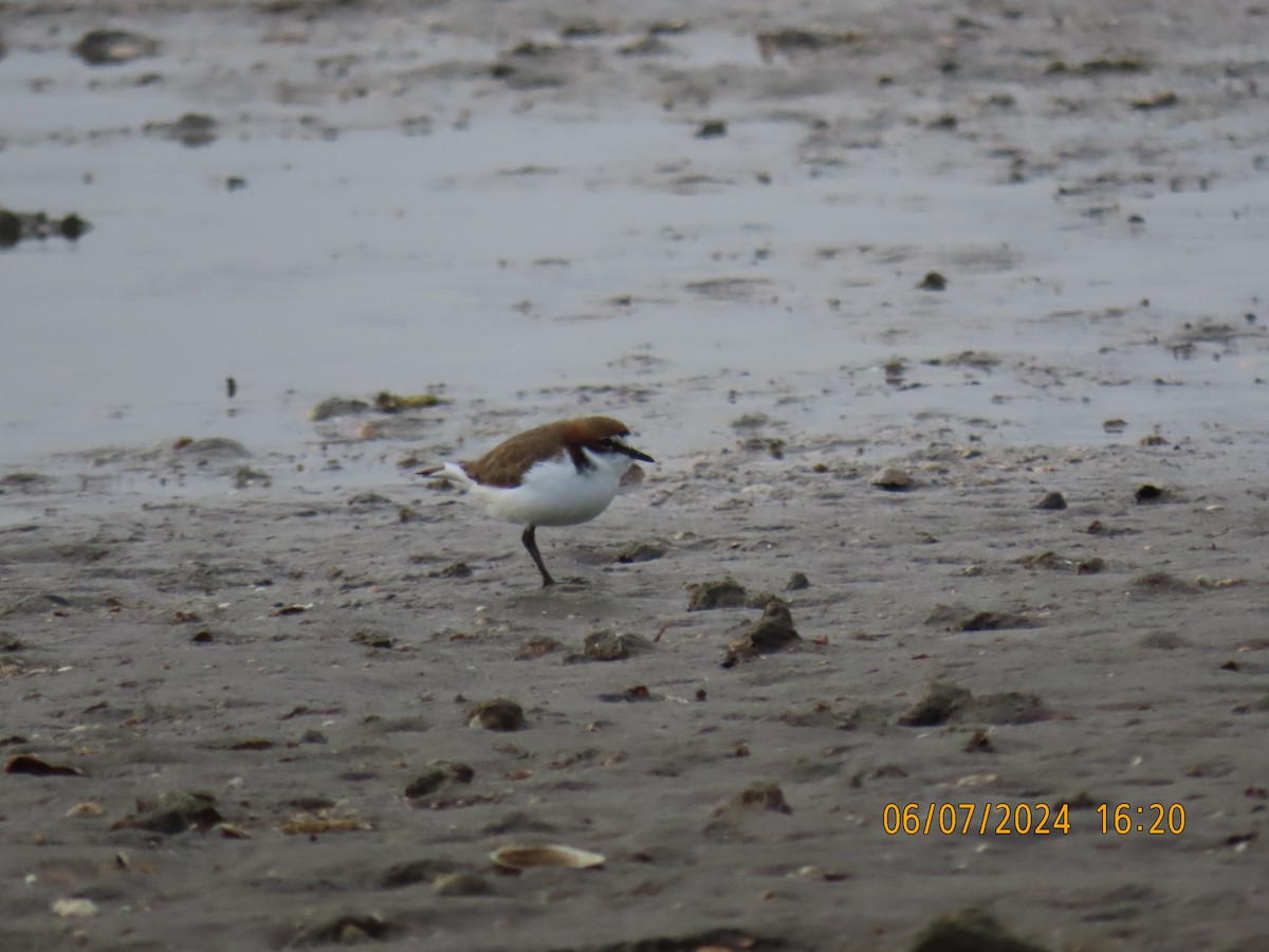 Red-capped Plover - ML621191615
