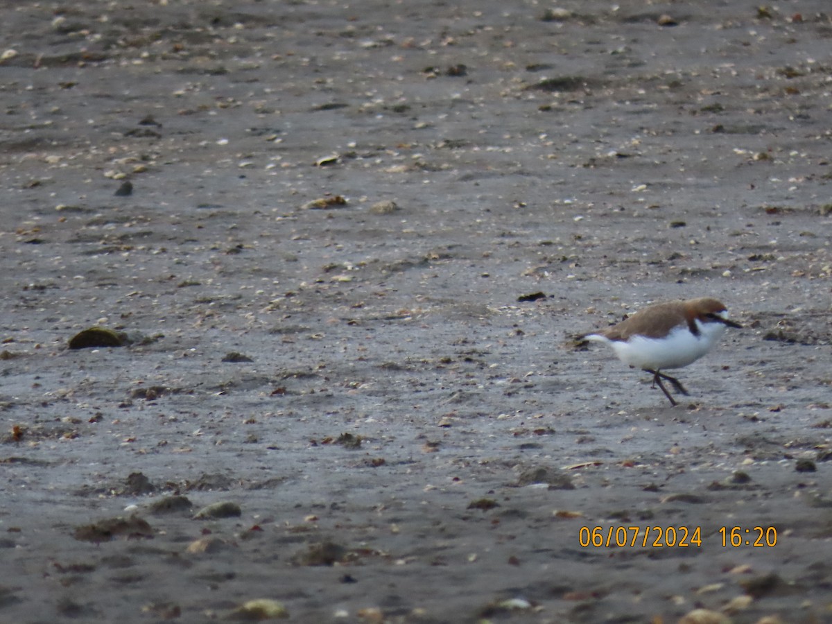 Red-capped Plover - ML621191616