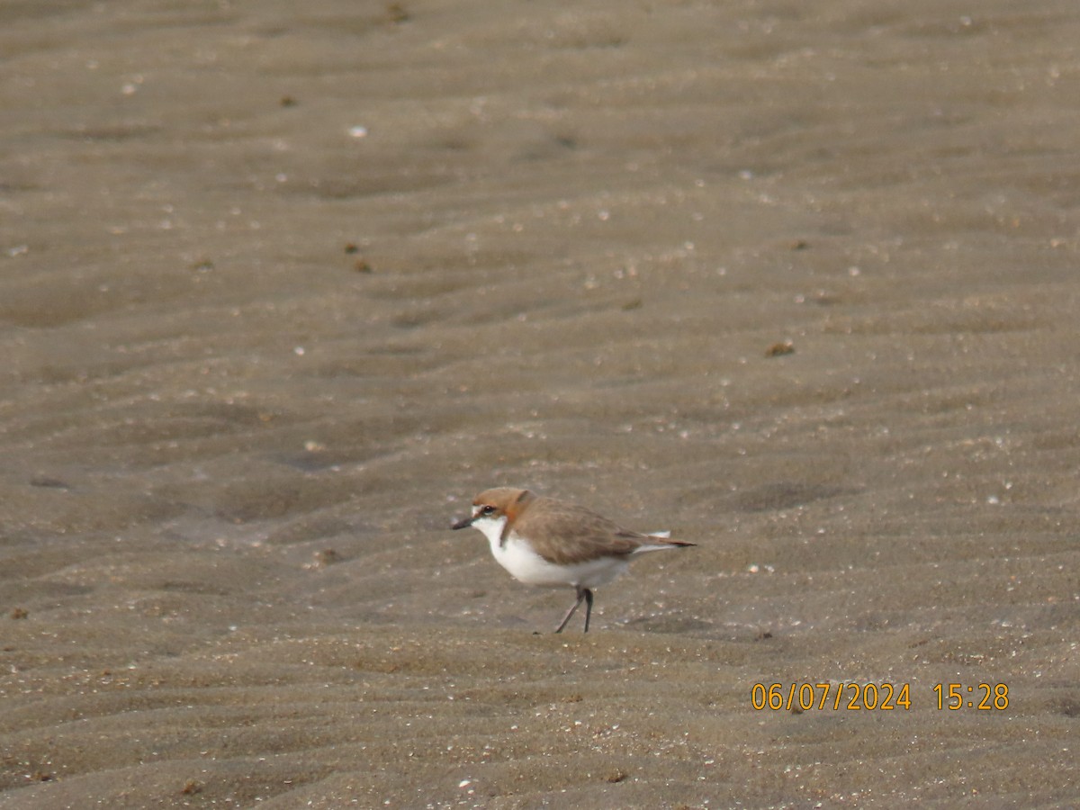 Red-capped Plover - ML621191619