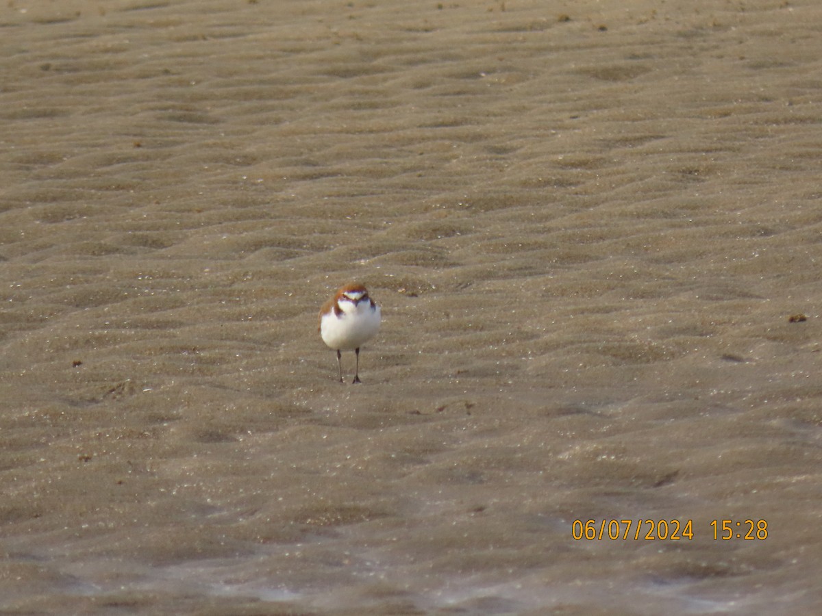 Red-capped Plover - ML621191620