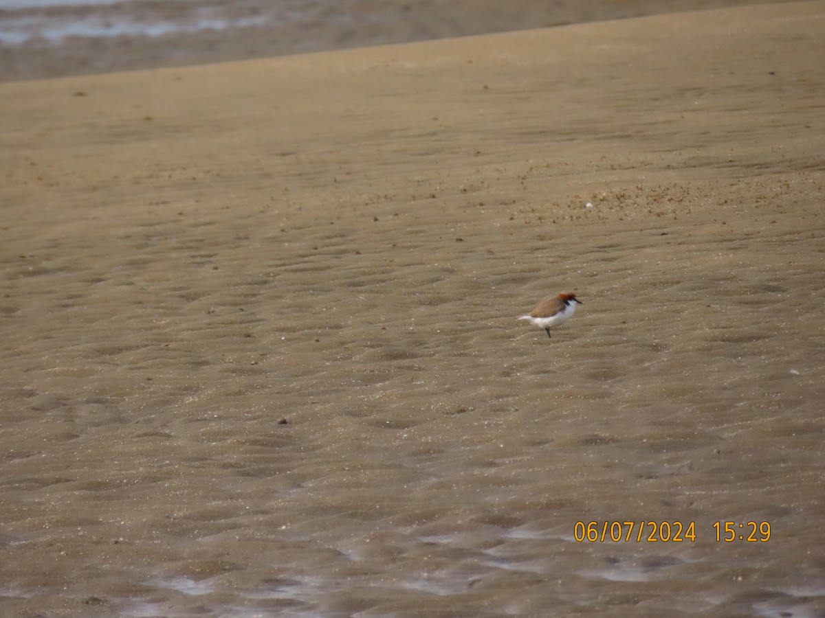 Red-capped Plover - ML621191621