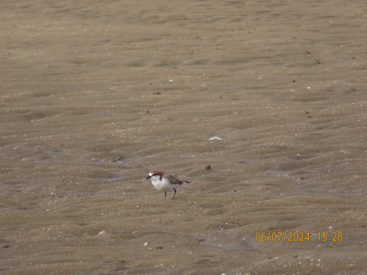 Red-capped Plover - ML621191622