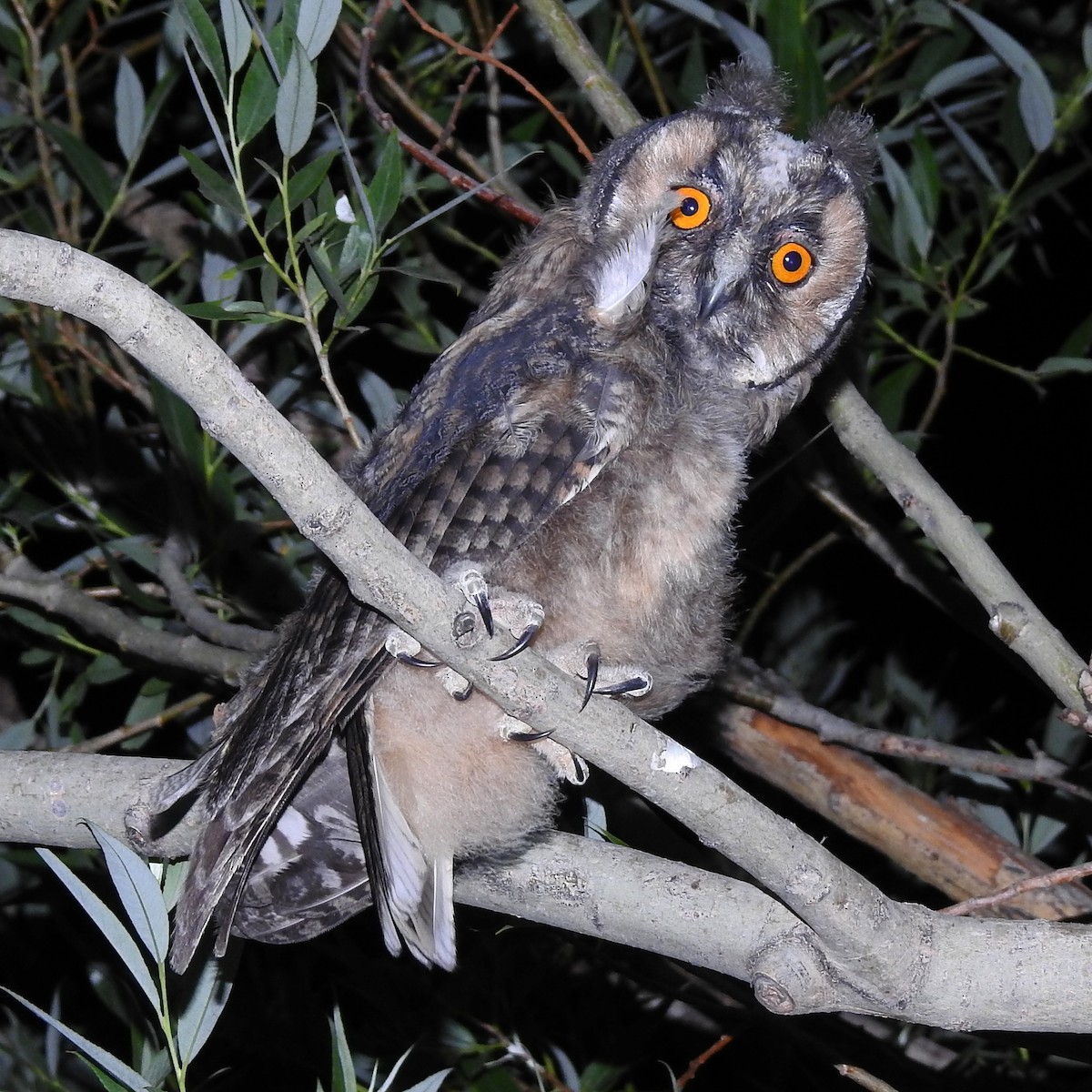 Long-eared Owl (Eurasian) - ML621191634