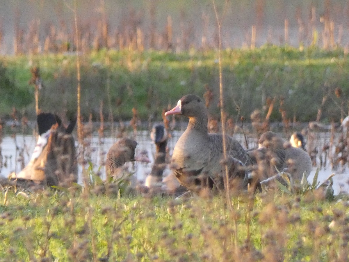 Greater White-fronted Goose - ML621191647