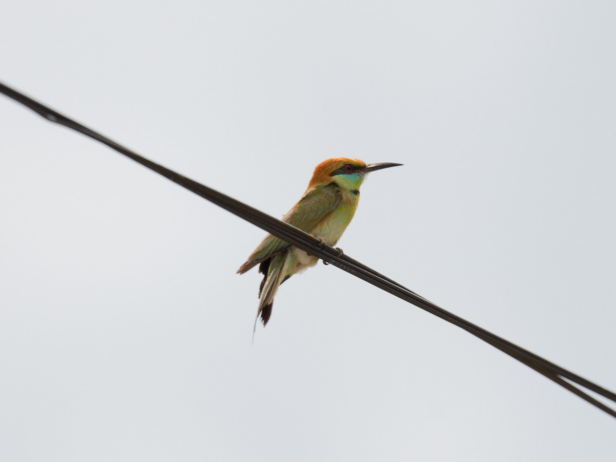 Asian Green Bee-eater - ML621191679