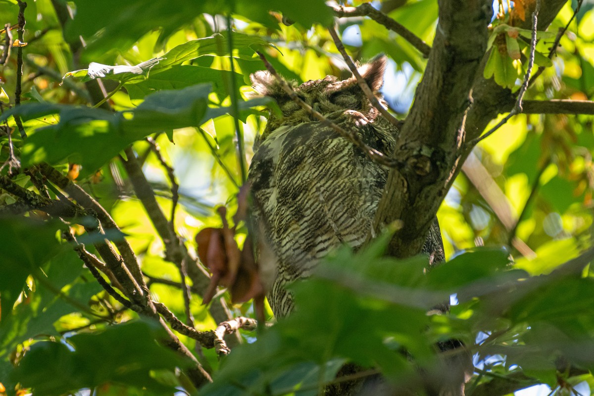 Great Horned Owl - ML621191680