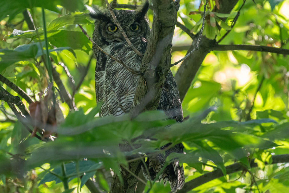 Great Horned Owl - ML621191681