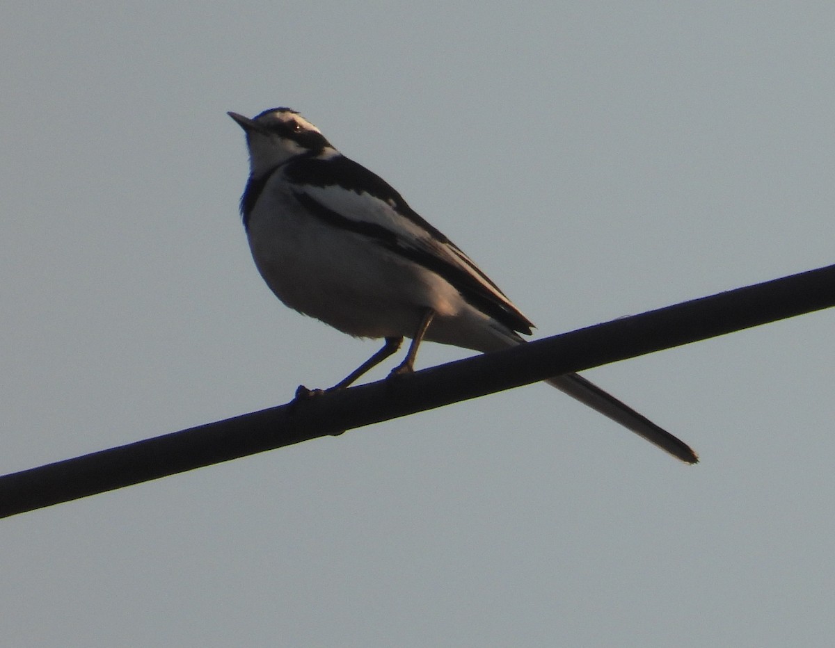 African Pied Wagtail - ML621191709