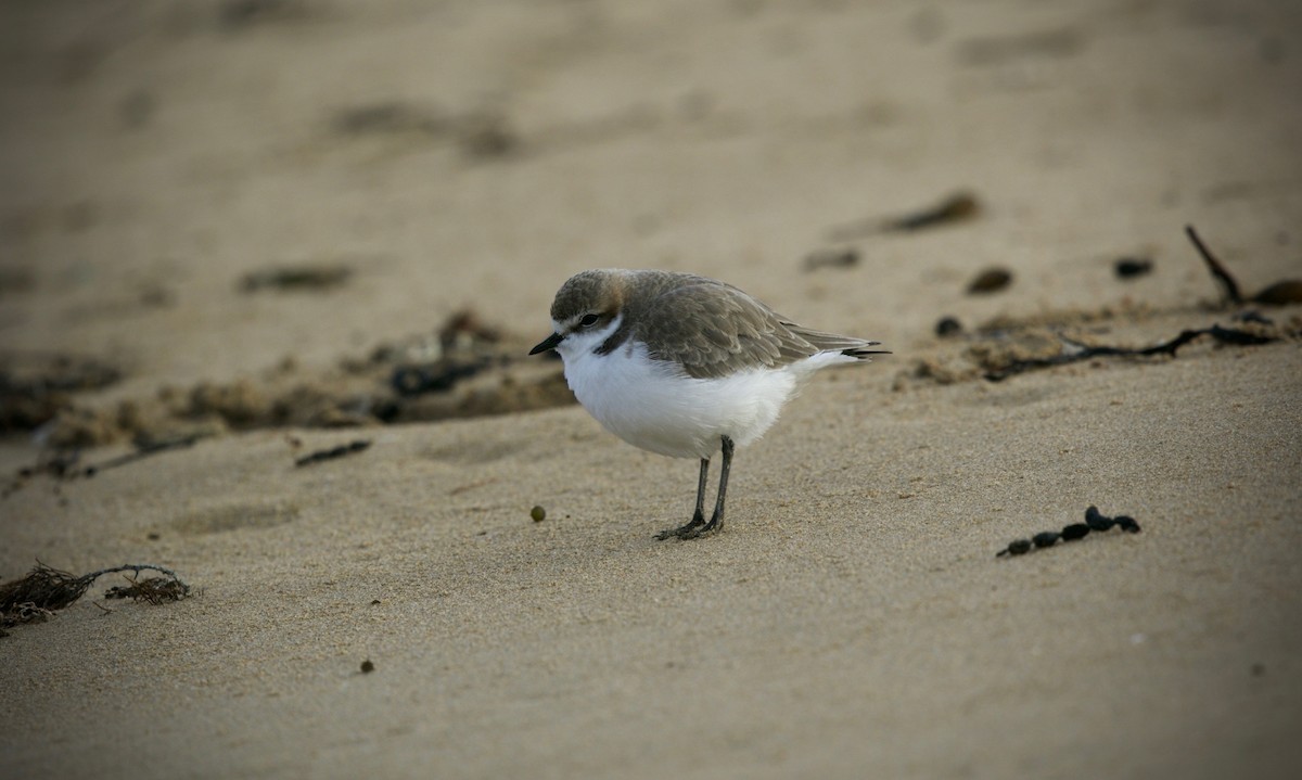 Red-capped Plover - ML621191725