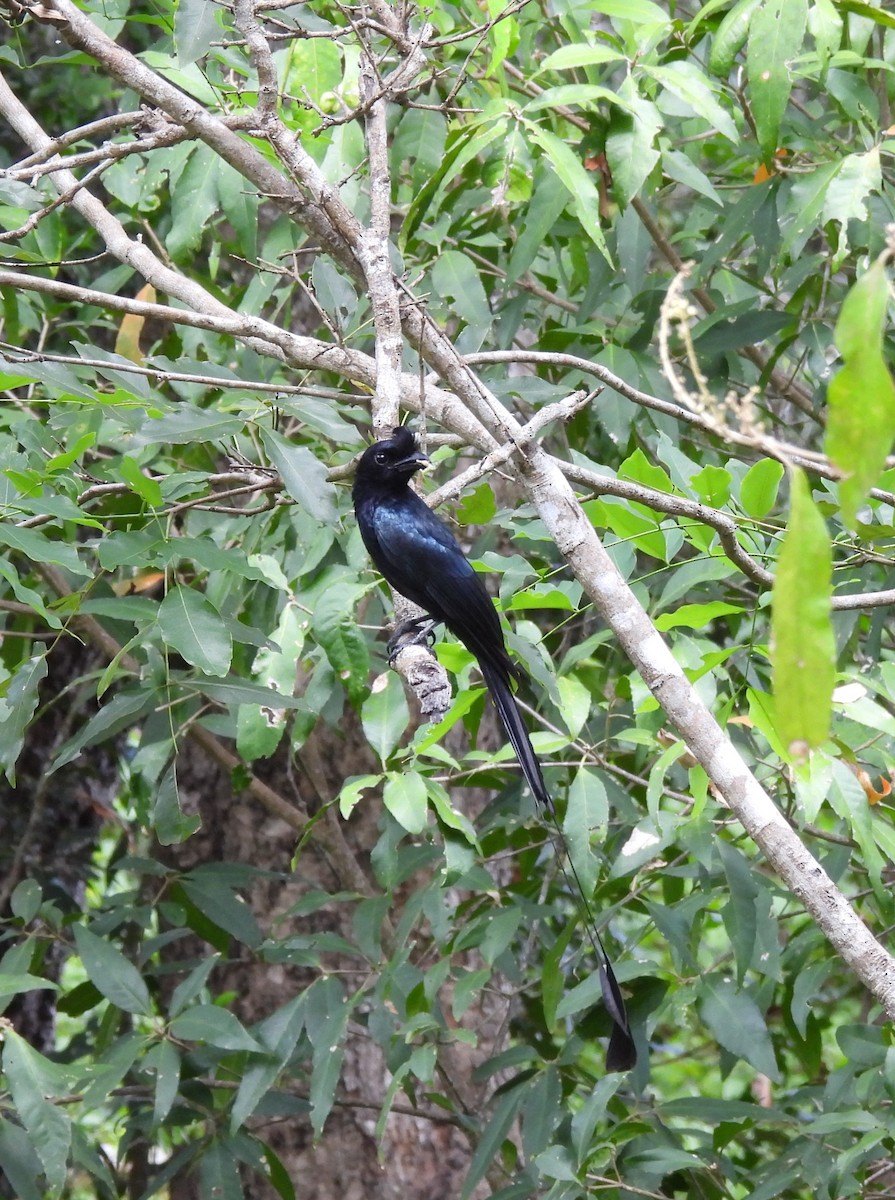 Greater Racket-tailed Drongo - ML621191736