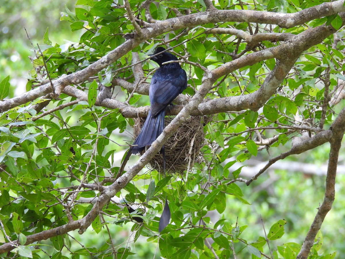 Greater Racket-tailed Drongo - ML621191761