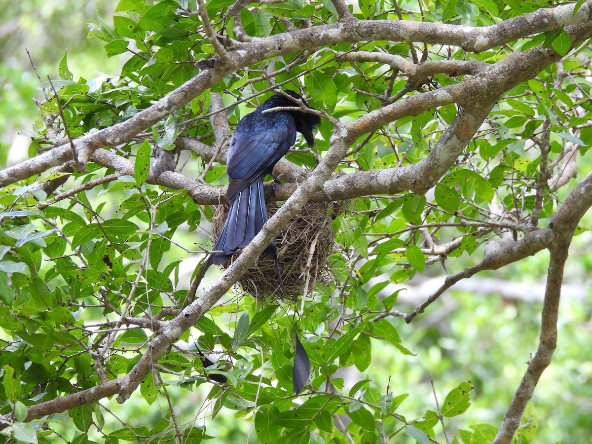 Greater Racket-tailed Drongo - ML621191777