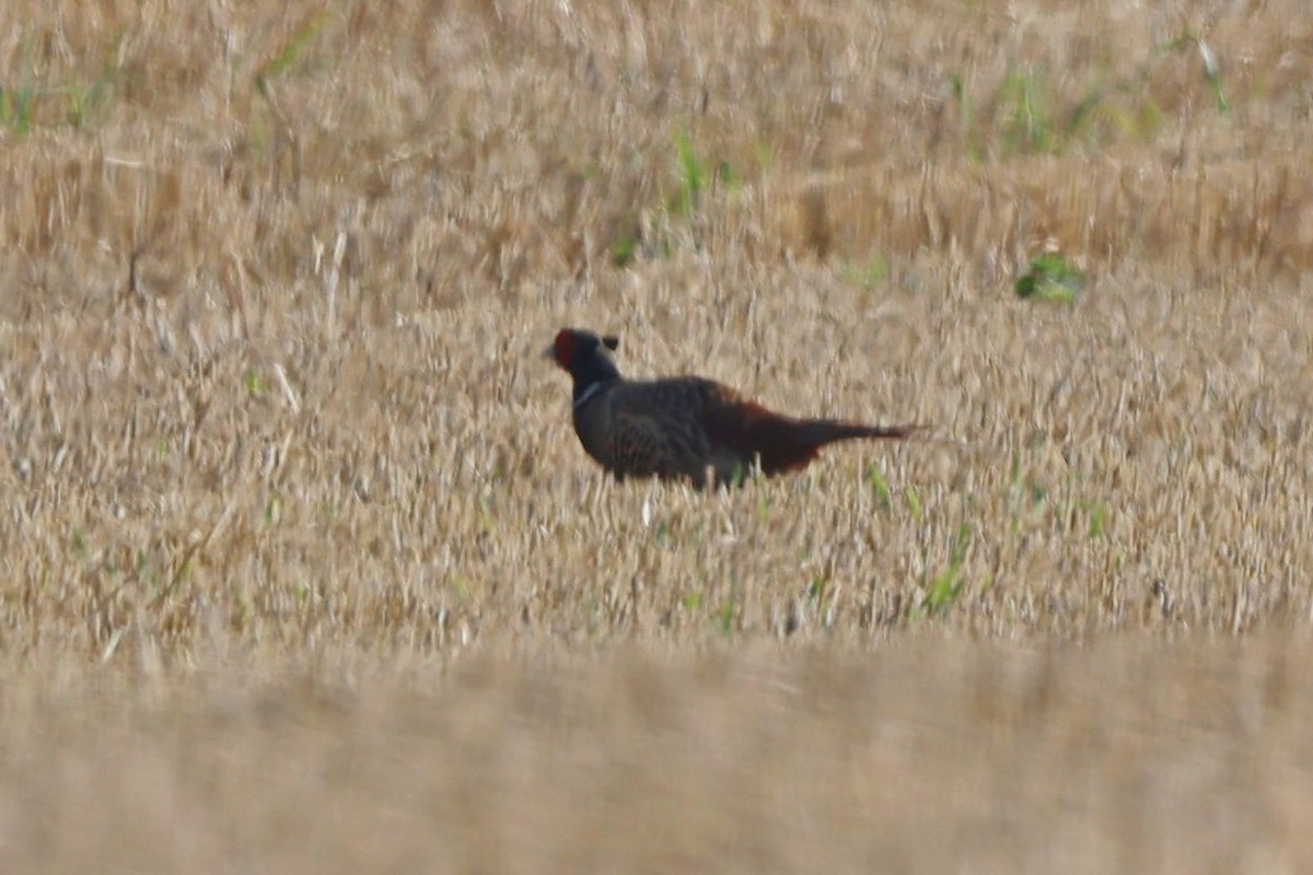 Ring-necked Pheasant - ML621191788
