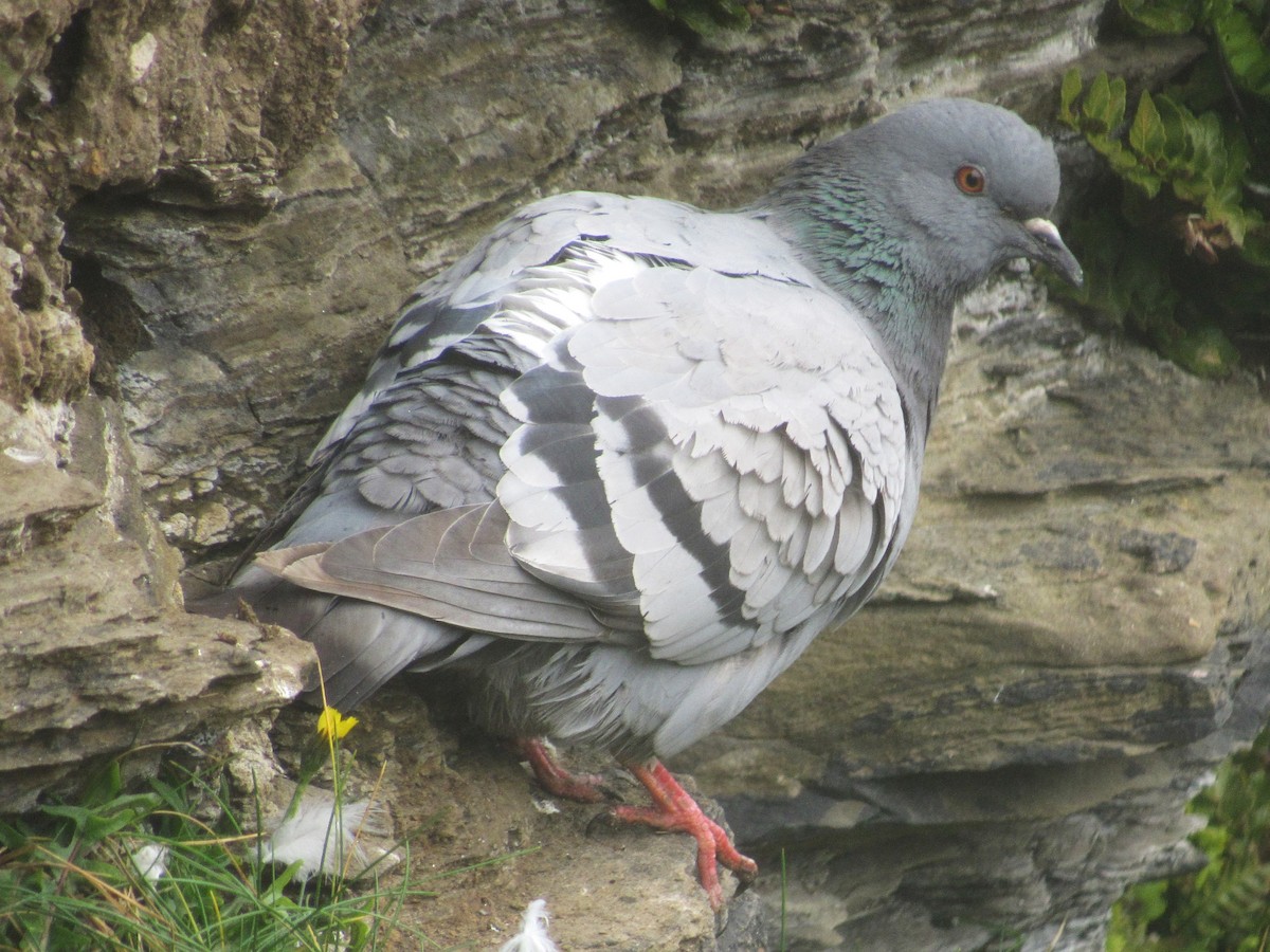 Rock Pigeon - ML621191789